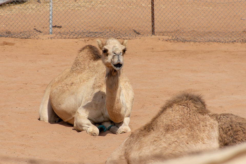 Ras Al Khaimah attractions