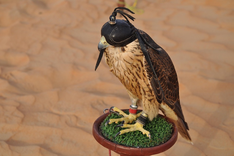 Dubai desert